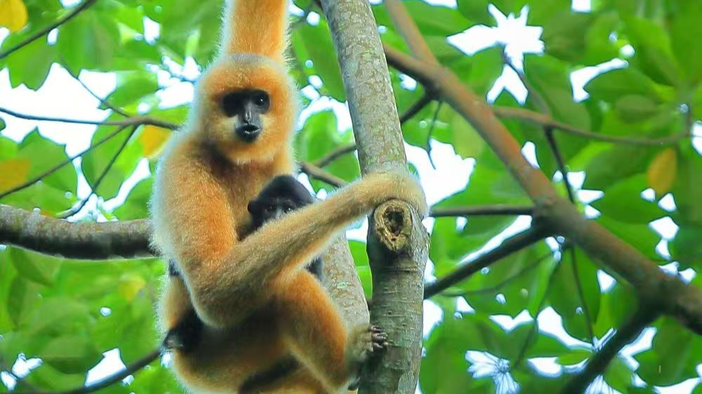 秦始皇祖母陵墓出土的长臂猿为灭绝新物种