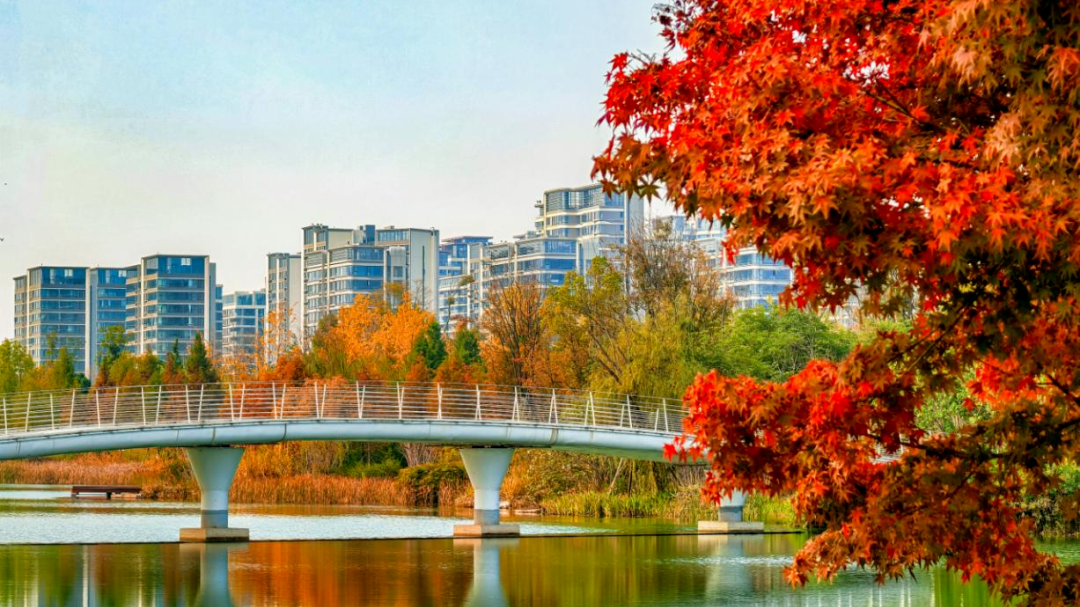 成都彩林进入最佳观赏期  这份超美的“枫”景指南请收好