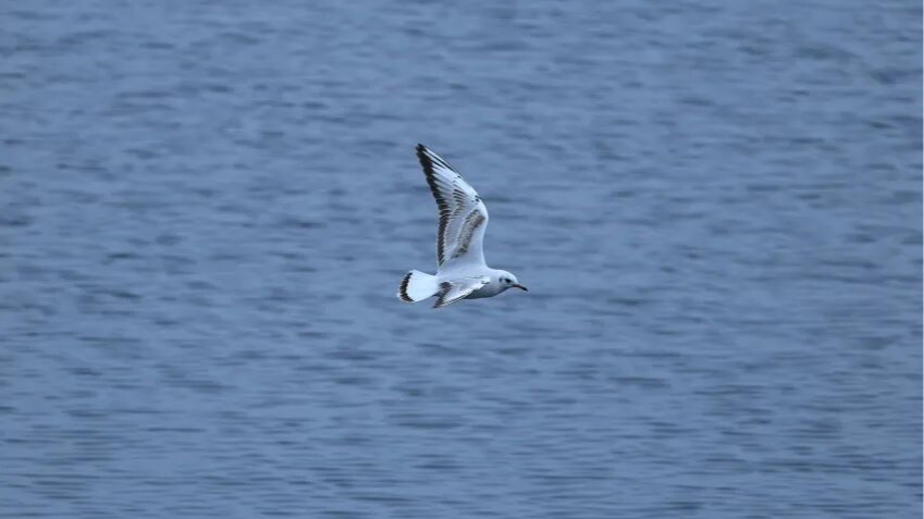 “先头部队”已到！成都人的“老朋友”红嘴鸥又现身三岔湖啦