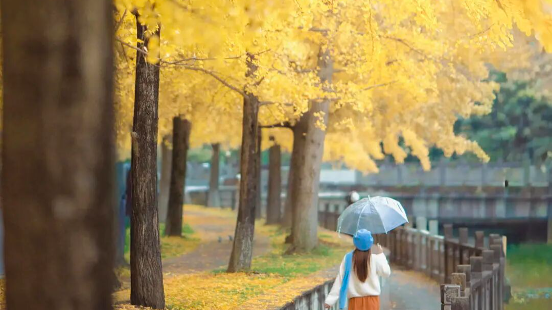 成都秋日“顶流”已就位！和阳光一起出门赏银杏啦