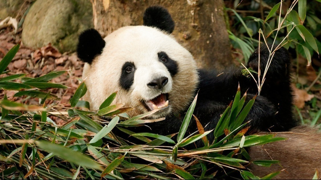 携程2026“全球100目的地”榜单发布 成都连续4年入选年度榜