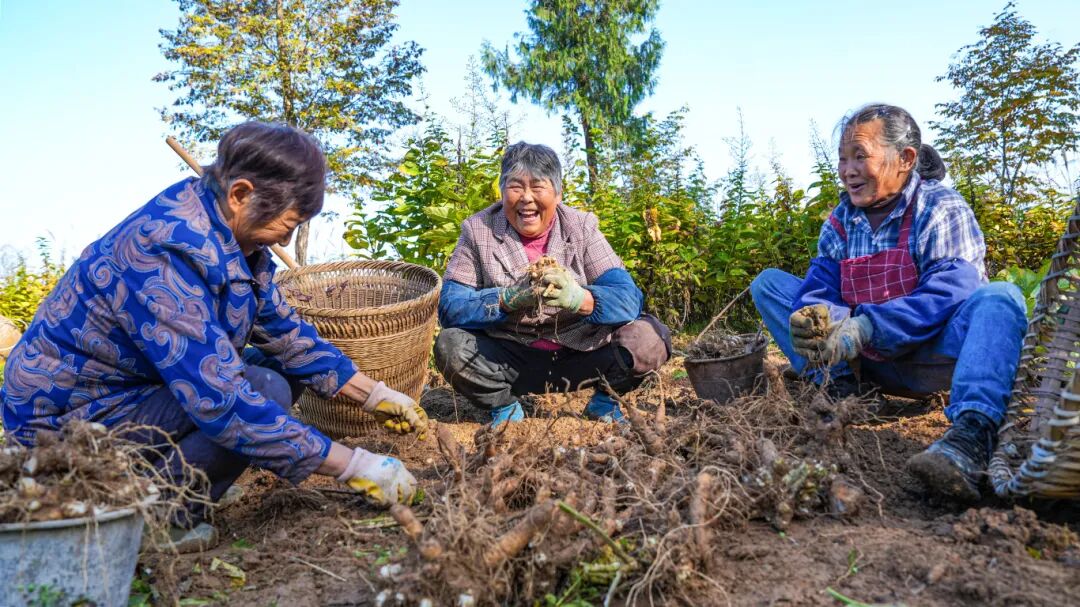 巴中平昌：玄参田里话增收