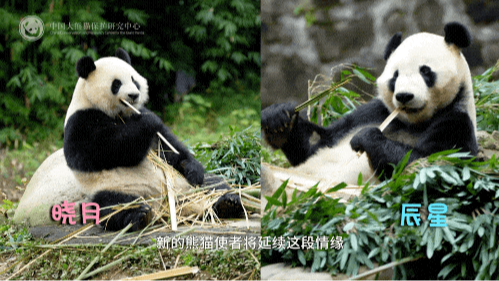 大熊猫“辰星”“晓月”今日前往马来西亚开启旅居生活
