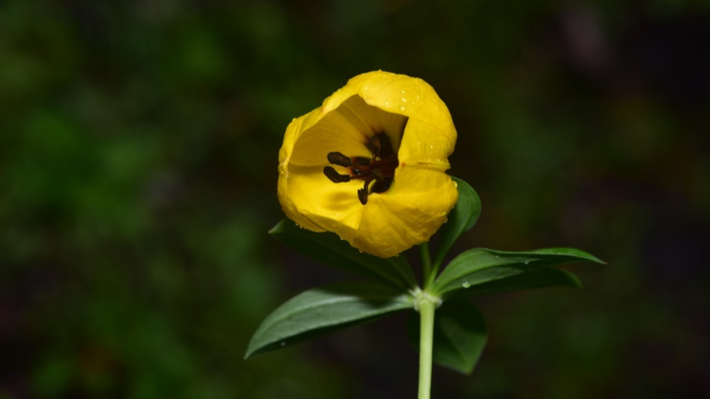 第二次青藏科考发现动植物新物种593个