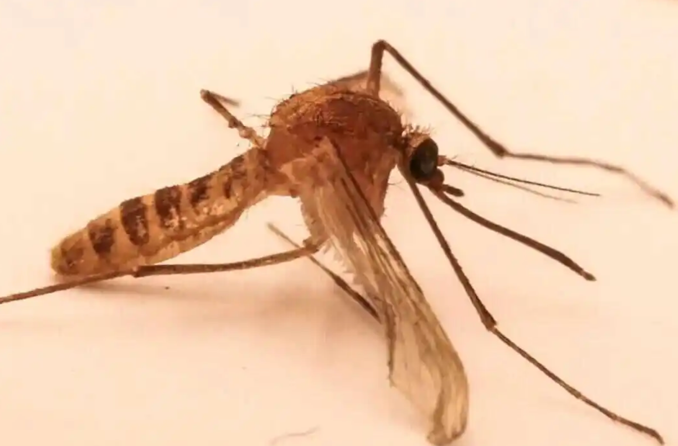 科普｜入冬了，为什么家里还有蚊子？