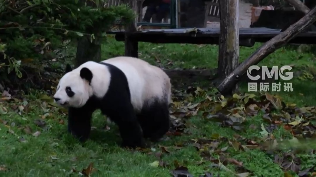 旅法中国大熊猫“欢欢”“圆仔”🐼🐼今天启程回国