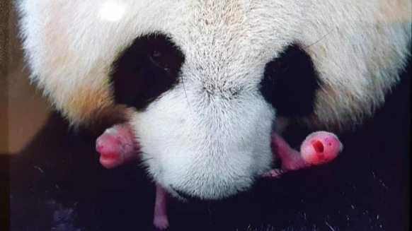 旅法大熊猫“欢欢”“圆仔”平安回国