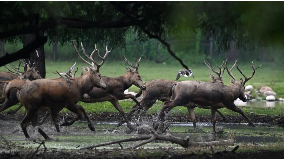 回归中国四十年后，麋鹿在西方改回中国名“MiLu”