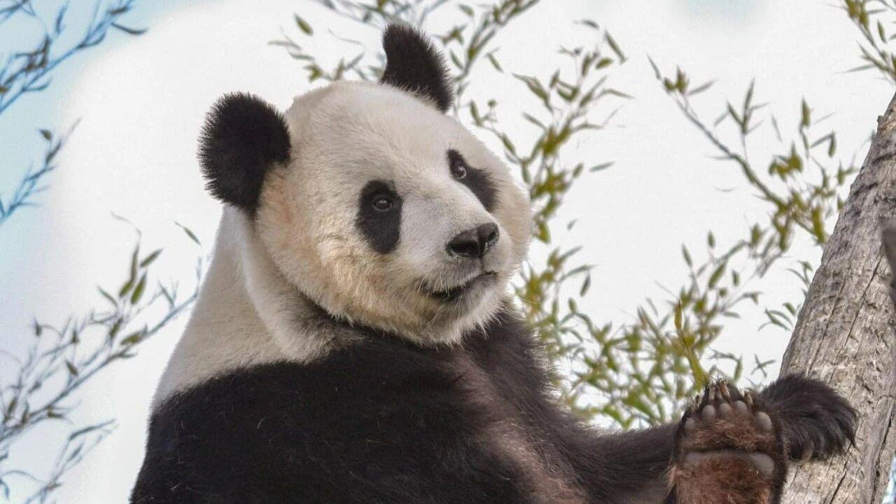 欢迎回家！旅比大熊猫“好好”今日平安抵达成都