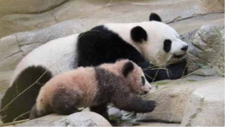 四川与法国的故事，不止大熊猫