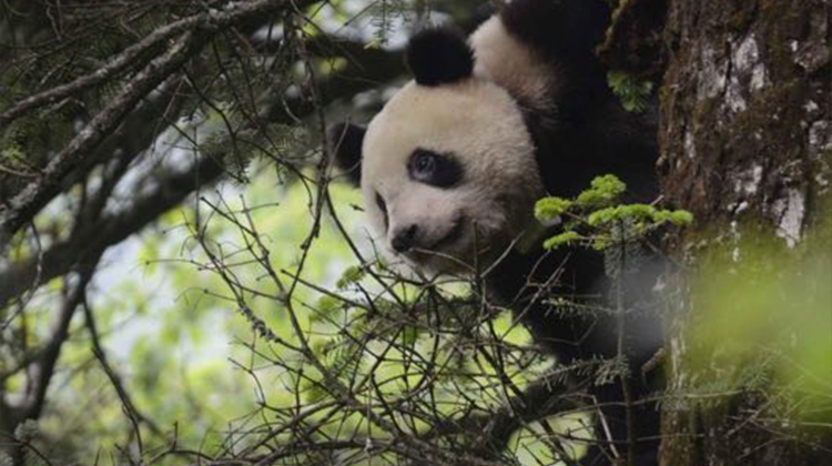 新一对中国大熊猫计划于2027年落户法国博瓦勒动物园