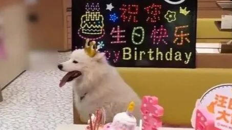 深圳一海底捞给宠物狗过生日引争议，门店回应！