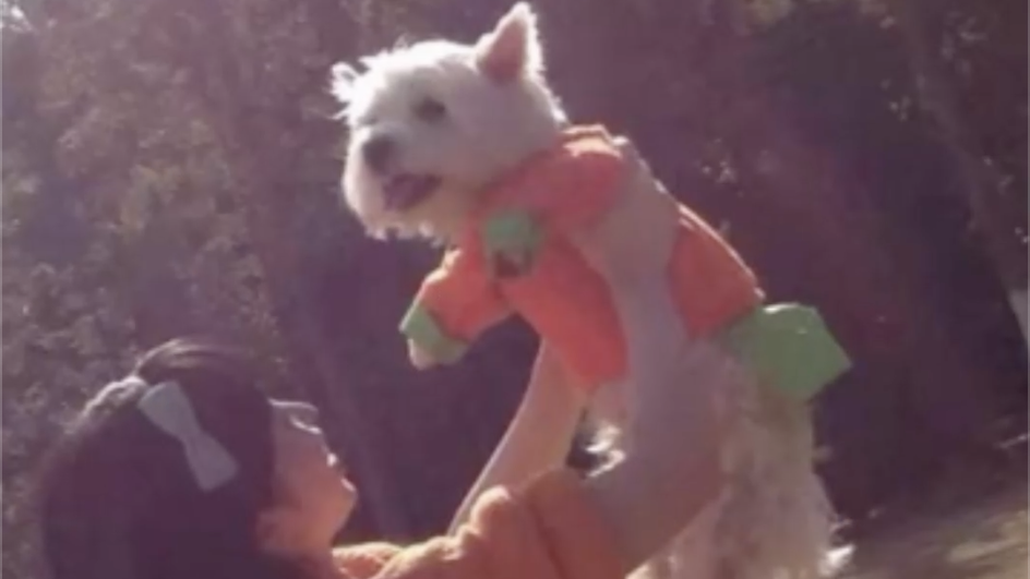 北京宠物犬中毒刑事公诉案一审宣判：被告人获刑4年