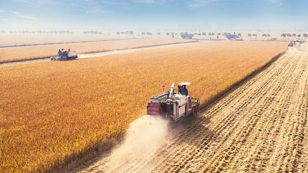 国家统计局：2025年全国粮食总产量14298亿斤 增长1.2%