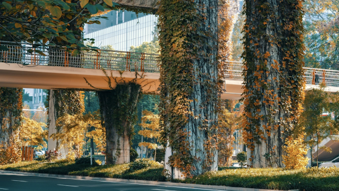 视频｜“绿野仙踪”冬日限定版！成都二环高架下的爬山虎红了