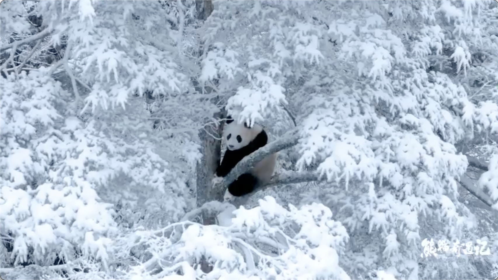 视频｜《熊猫奇遇记》第二季持续热播！大熊猫贤贤首次带崽雪中亮相