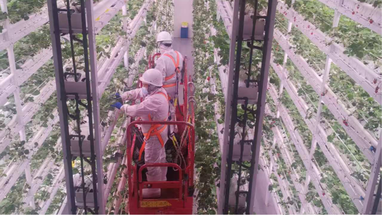 植物住“高楼”，100平方米场地可年产生菜50吨丨四中全会精神在基层