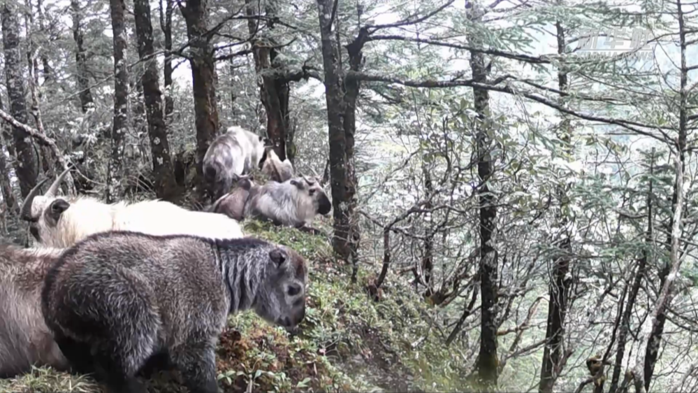 四川松潘：红外相机捕捉到羚牛活动影像