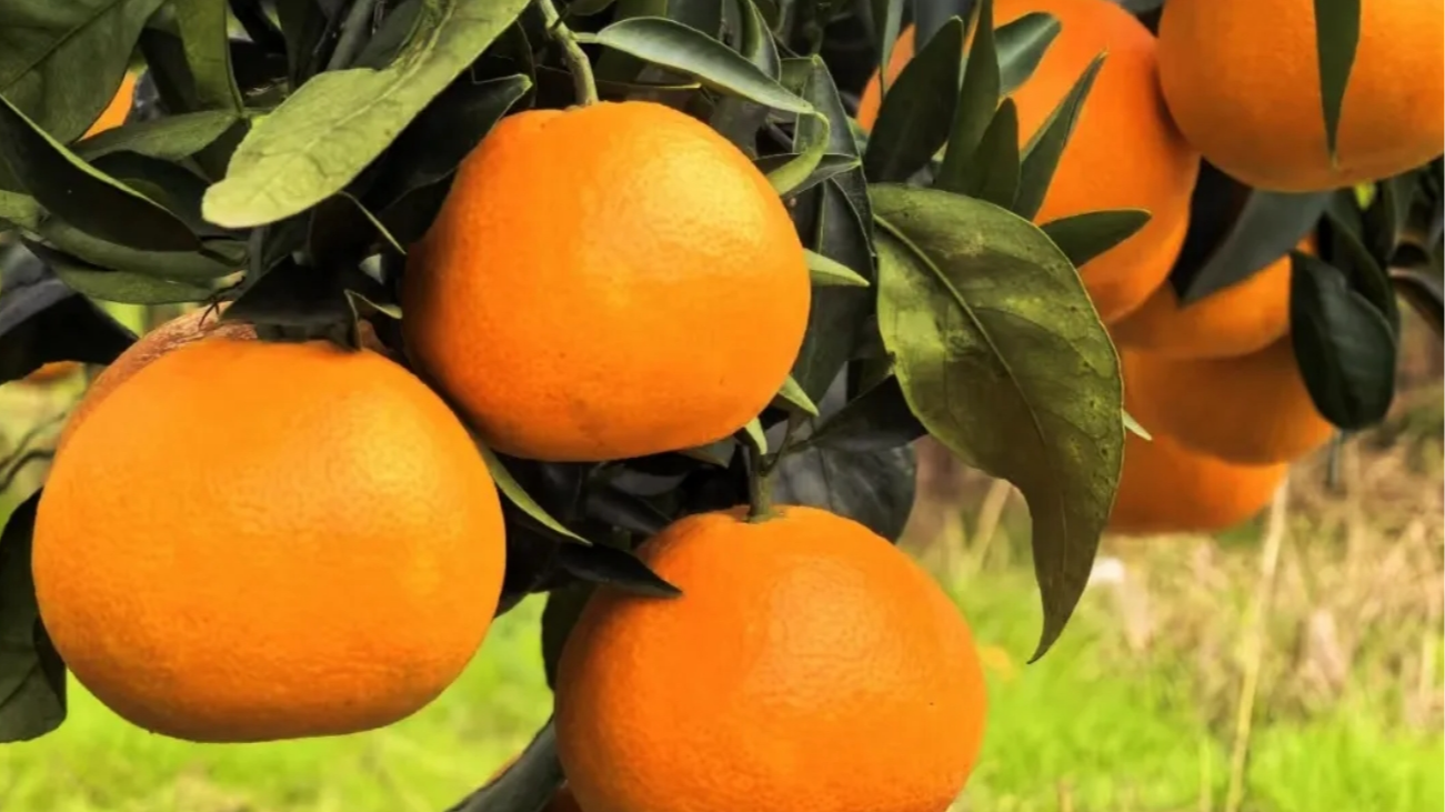 本地柑橘扎堆，进口鲜果“空降”…成都冬天的水果店有多卷？