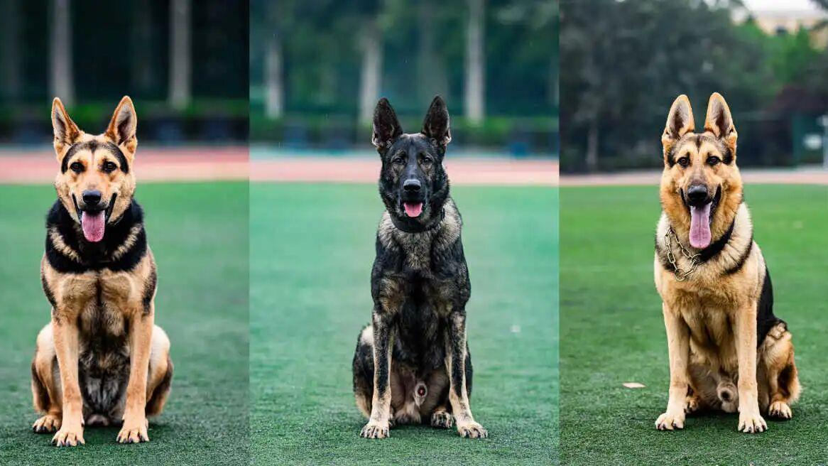 首个且唯一！“国产警犬之光”昆明犬走出国门靠这些