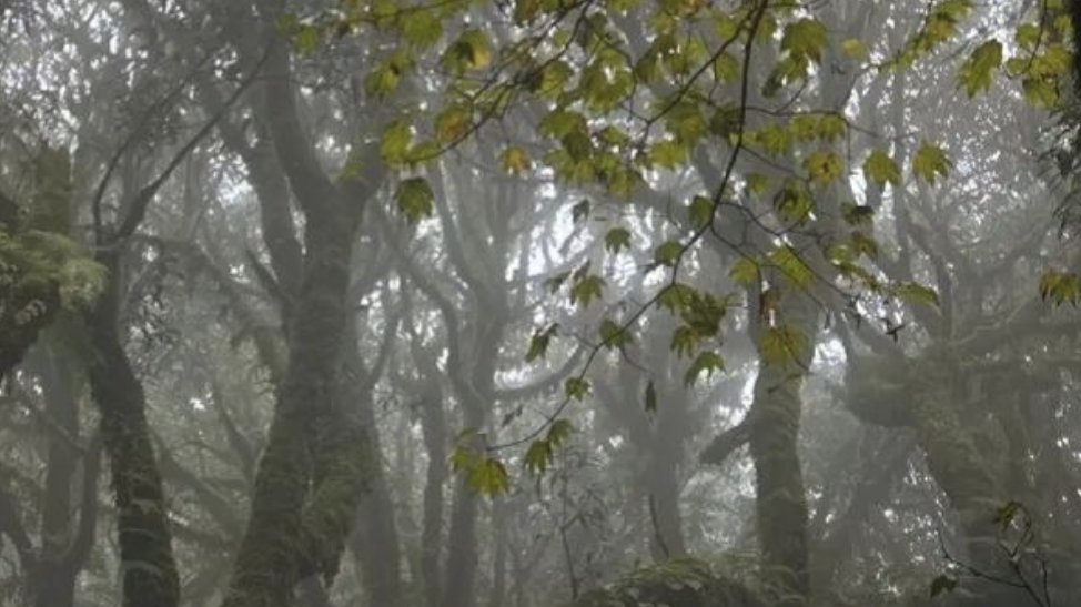 “哀牢山荒野求生赛事”取消，此前赛事消息引发争议