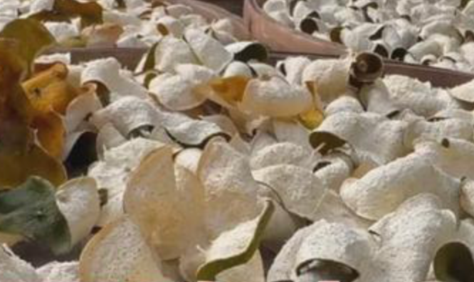 广西浦北通报“速成工艺陈皮”问题