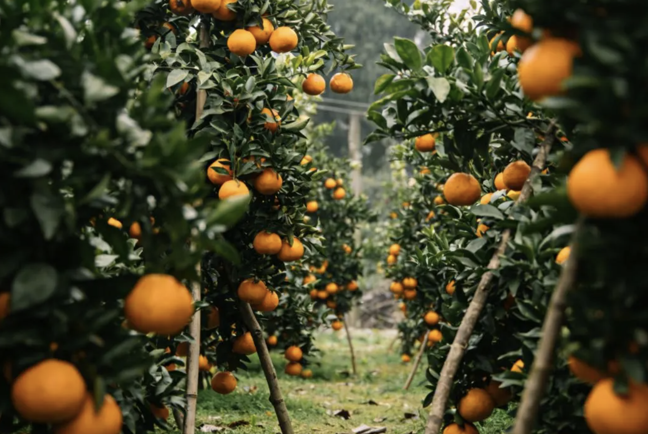 都是假的！正宗蒲江耙耙柑还没上市