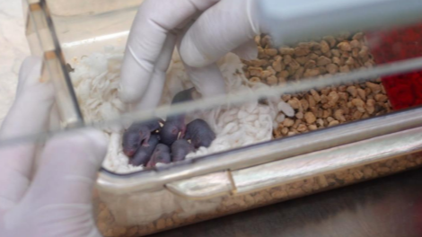 “太空小鼠”返回地面后成功孕育幼仔