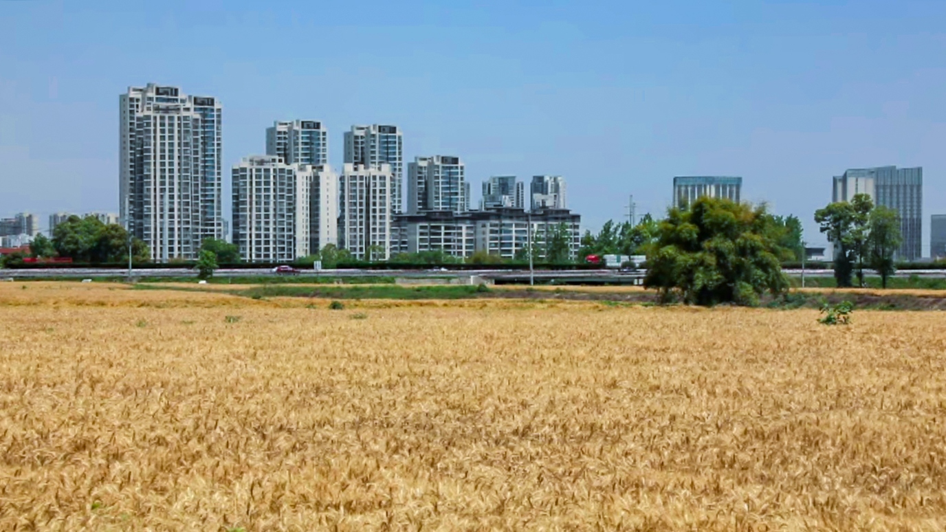 2025年我国粮食收购量达8300亿斤