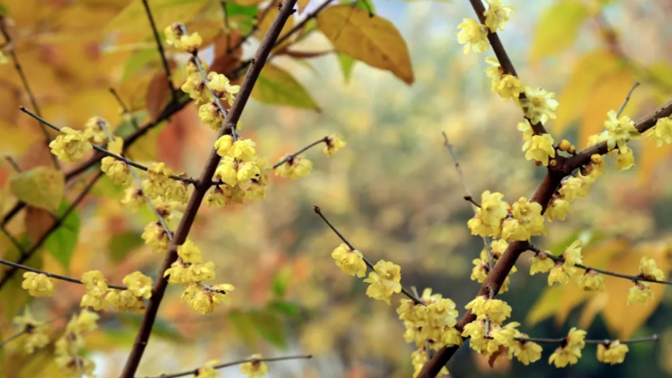 成都人冬天的“顶流”香氛！这份蜡梅寻香攻略请收好