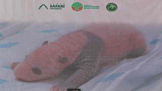 印尼首次迎来大熊猫幼仔诞生