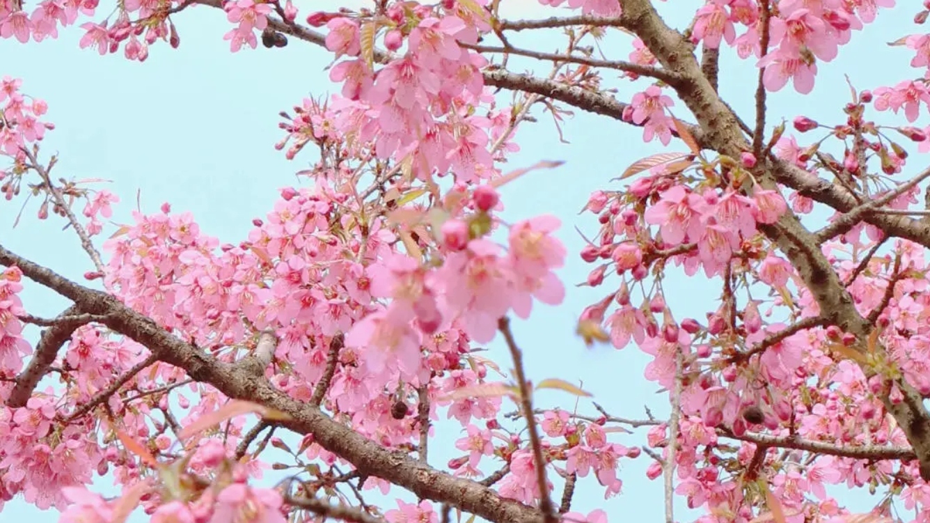 已进入盛花期！现在的成都美爆了~