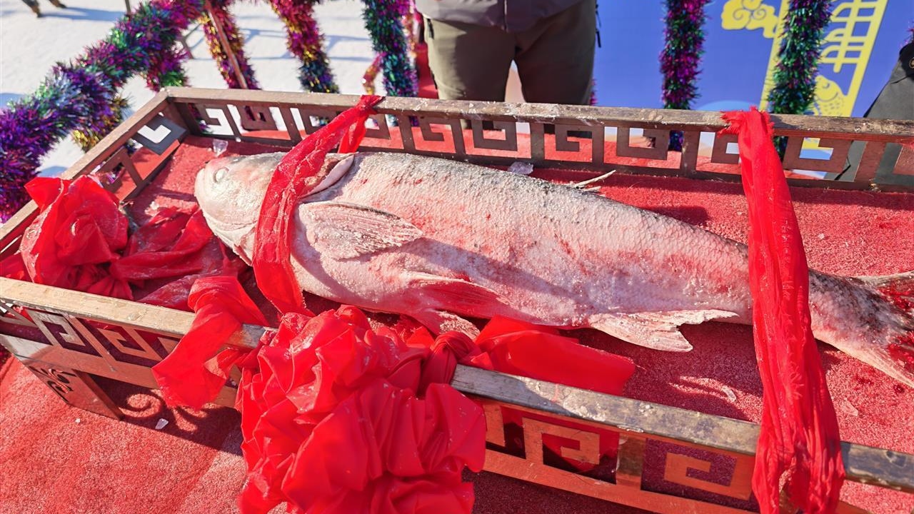 每斤4.47万元！查干湖冬捕38斤“头鱼”拍出1699999元高价