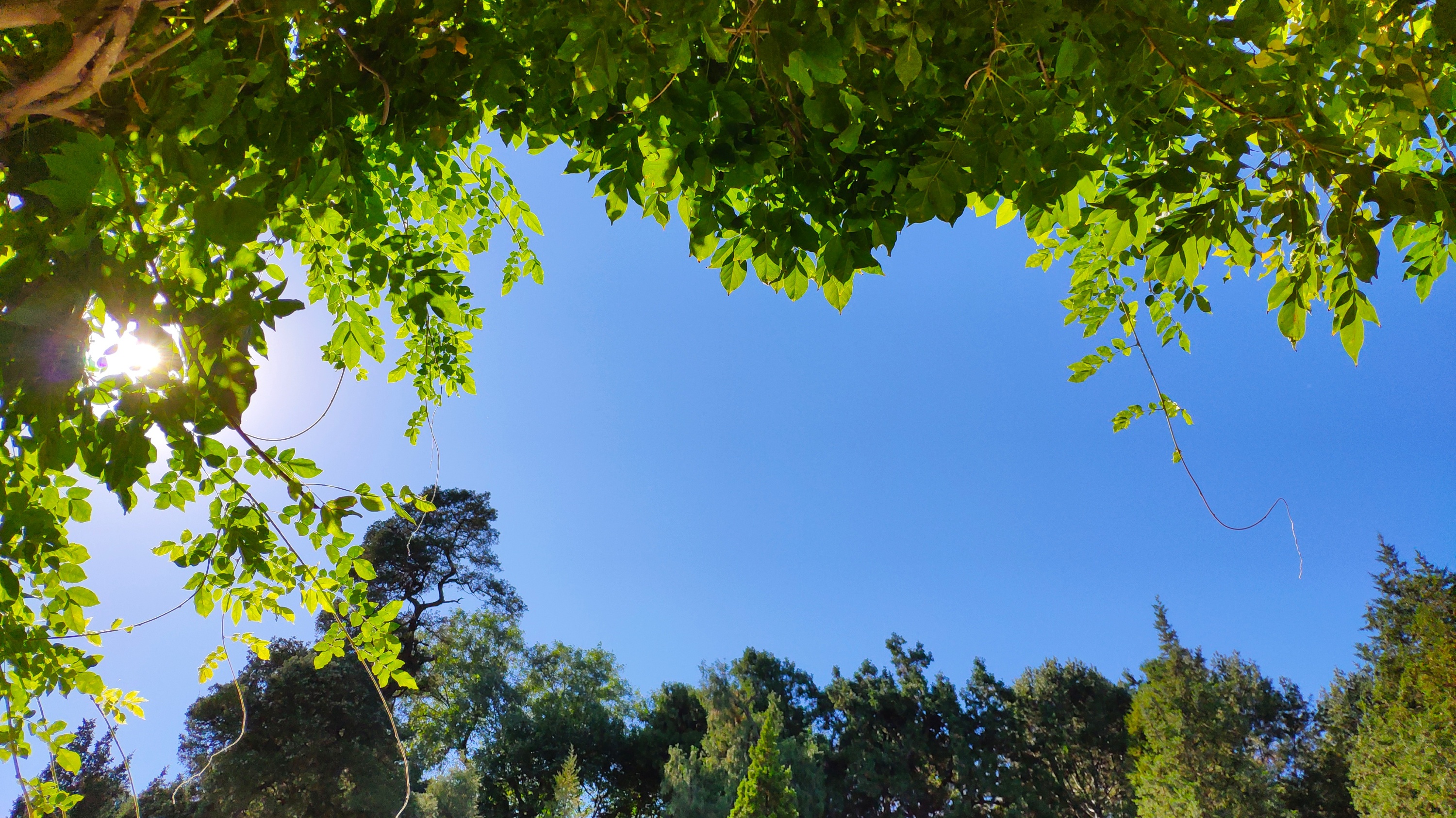 “三九”天里享暖阳！成都未来两天晴好 最高气温直冲18℃