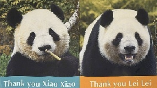 外交部回应大熊猫将从日本回国：欢迎日本民众来中国看大熊猫