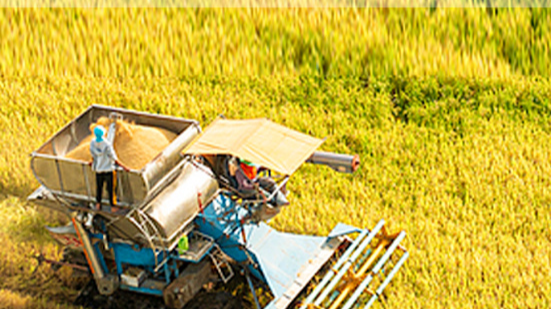 再创历史新高！2025年粮食产量达14298亿斤