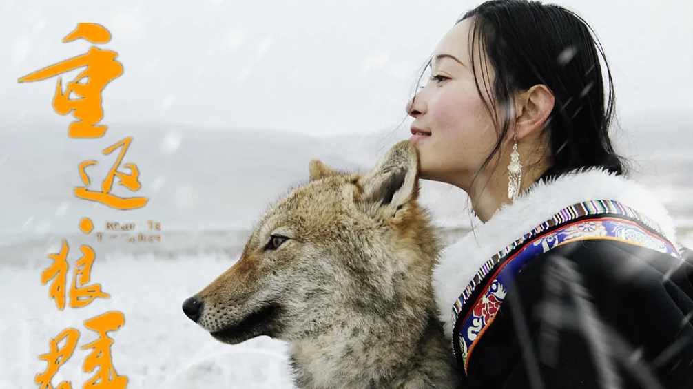 时评｜“重返狼群”翻红，别让畸形流量“啃食”保护初心