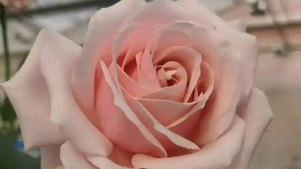 就叫“娇龙”！云南月季新品种征名活动提前终止