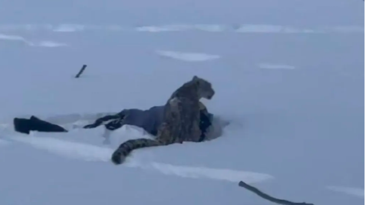 可可托海景区一滑雪游客被雪豹咬伤，官方通报