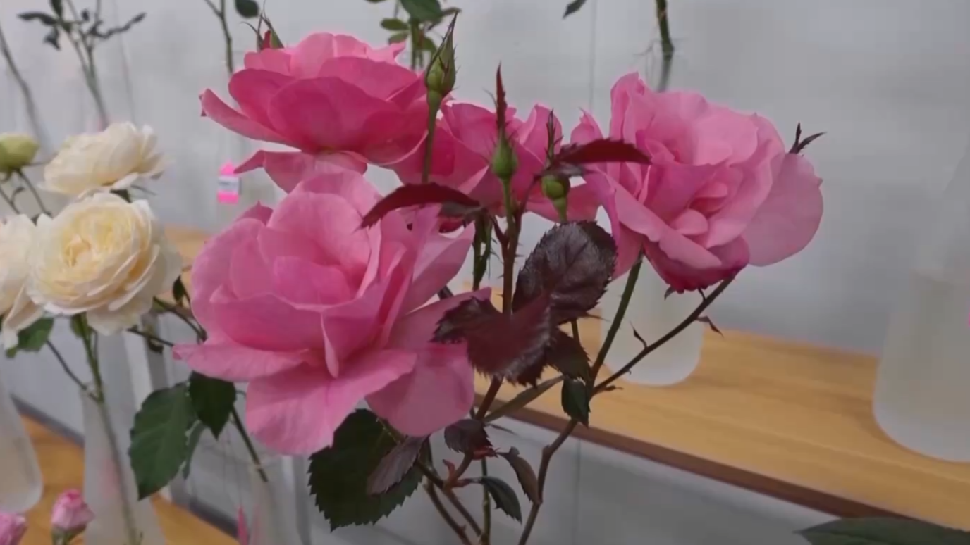 “太空月季”回来了！首批航天诱变月季种子交付南阳