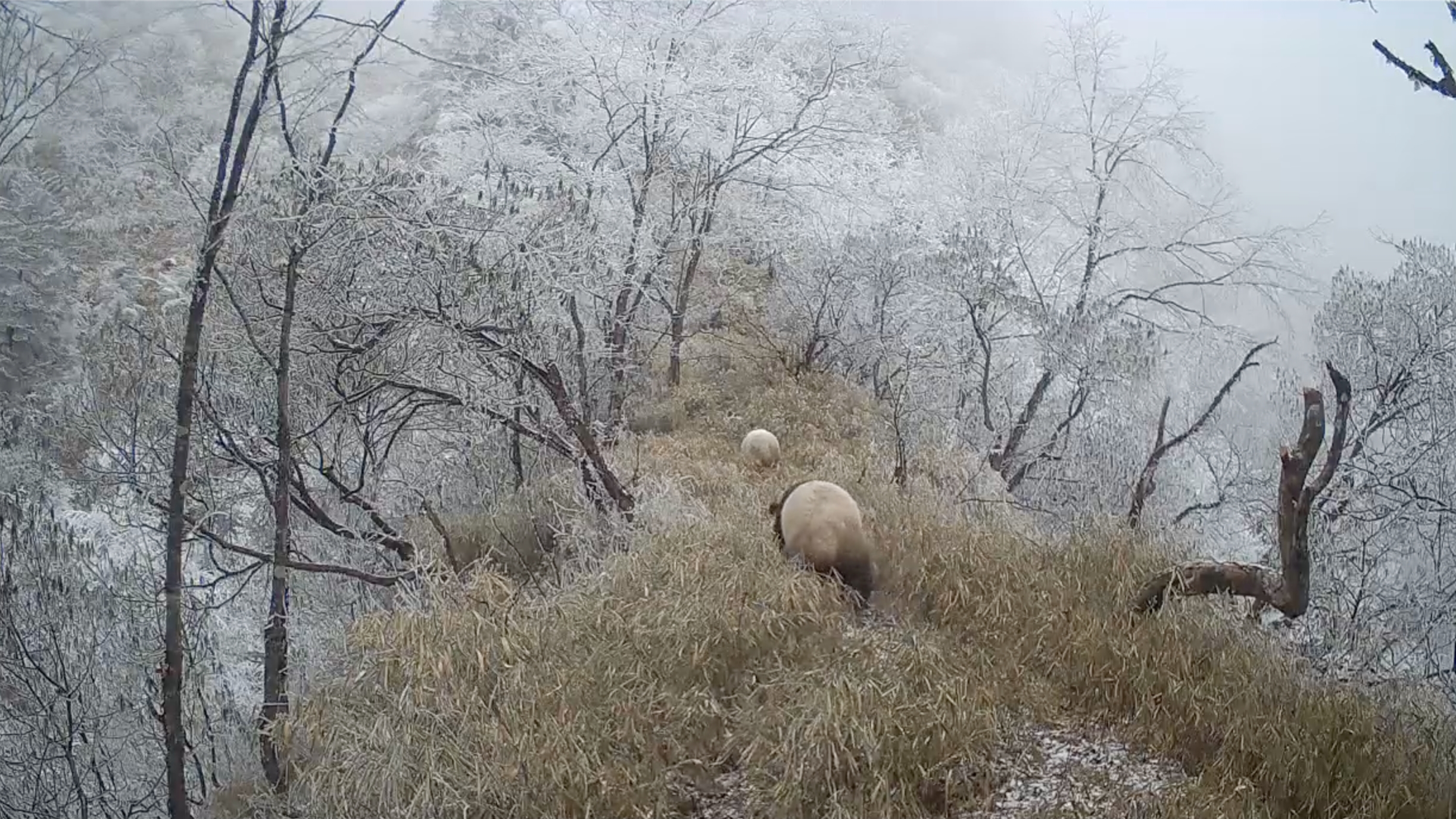 视频丨同行背影超治愈！成都大邑拍到野生“滚滚”山林“T台秀”