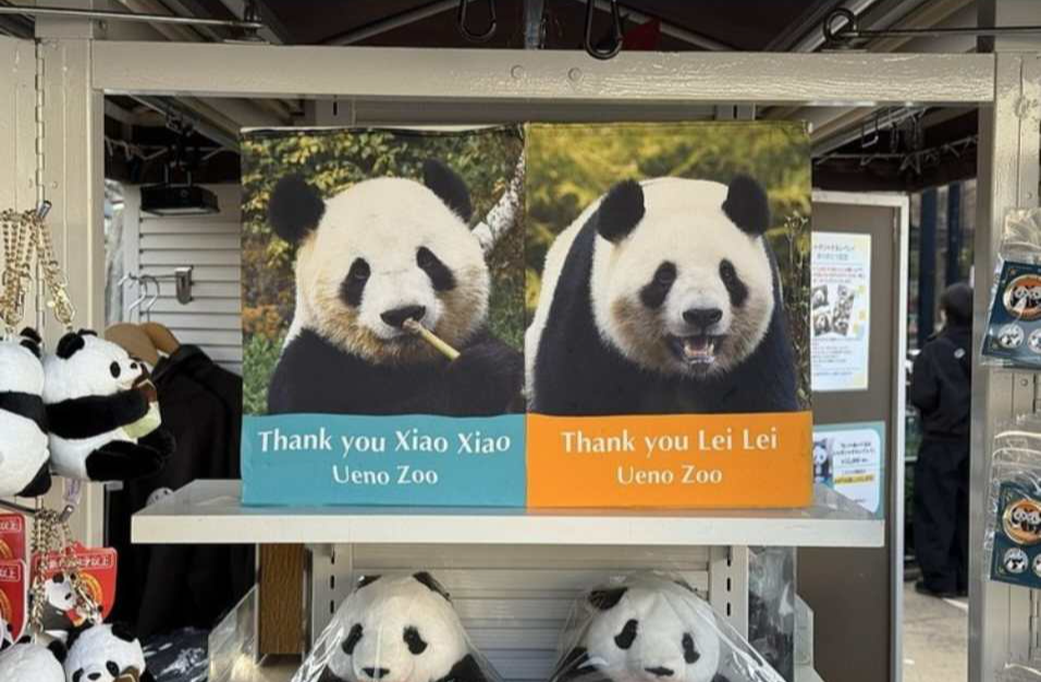 大熊猫“晓晓”和“蕾蕾”今将从日本返回中国