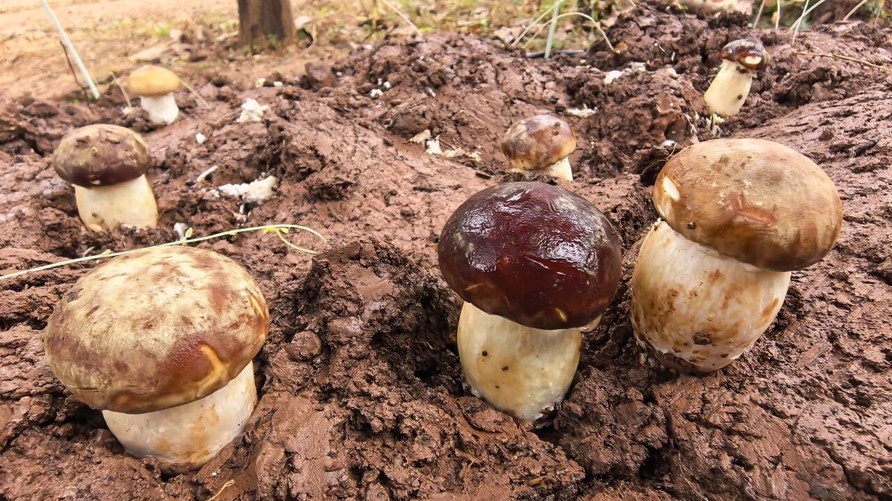 赤松茸破土而出！成都龙泉山林下“森鲜”再添新秀