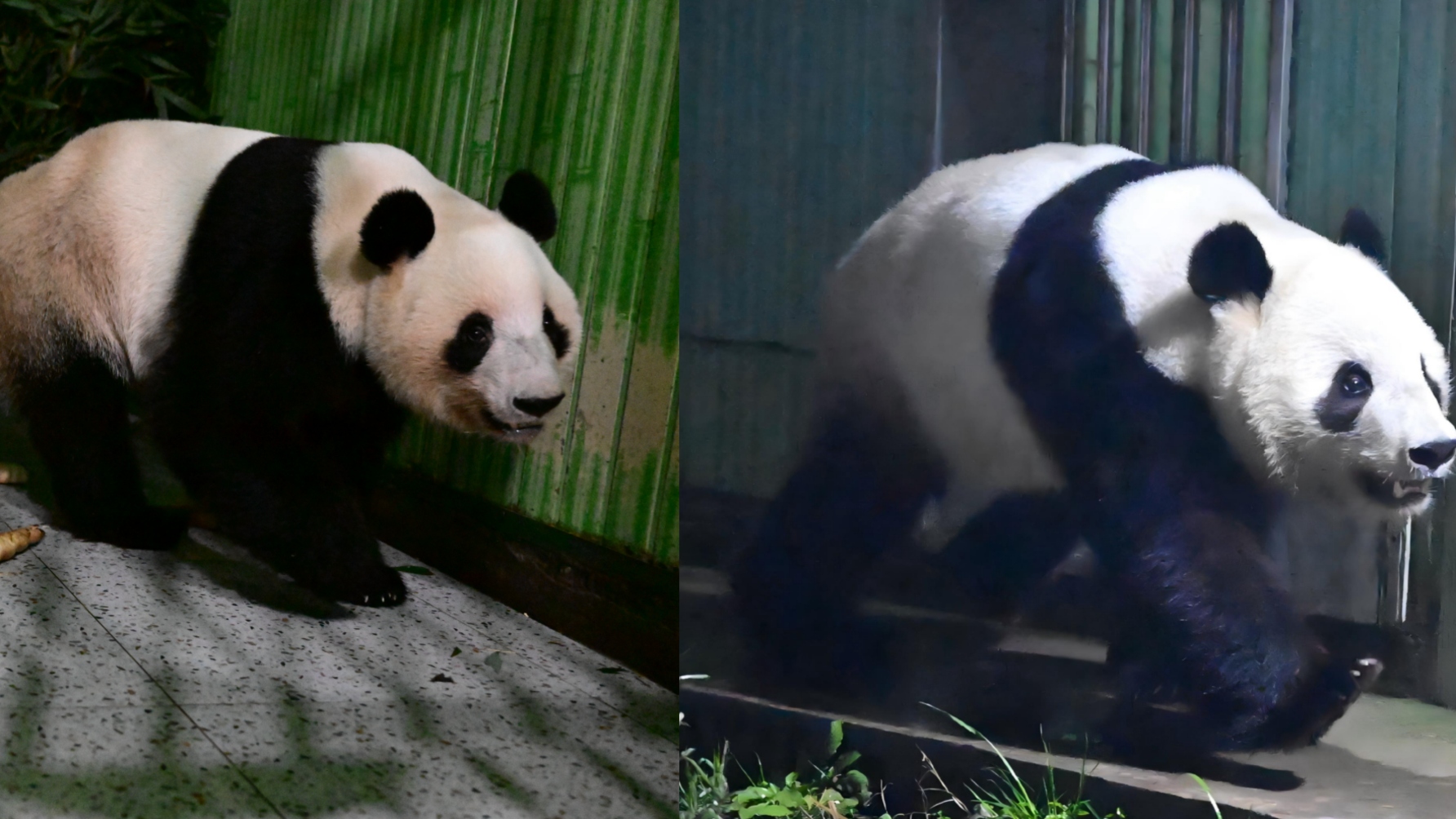 旅日大熊猫“晓晓”“蕾蕾”入住中国大熊猫保护研究中心雅安基地