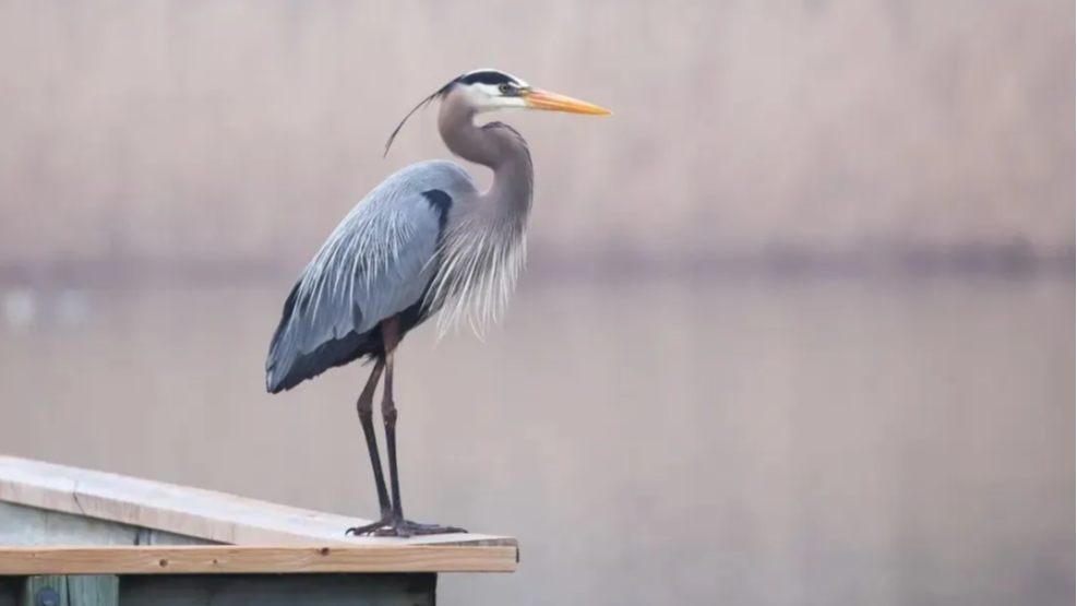数量增幅15%，第十轮成都平原越冬水鸟同步调查结果出炉