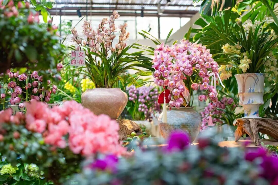 逛年宵花节，寻蓉城年味！2026成都花市即将开启