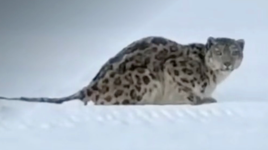 咬伤滑雪游客的雪豹又咬死35只羊 新疆富蕴县林草局通报：已捕获