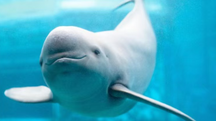 1426头！长江江豚数量实现恢复性增长