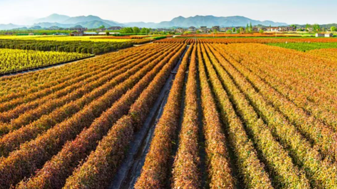 首提“常态化精准帮扶” 专家解读2026年中央一号文件