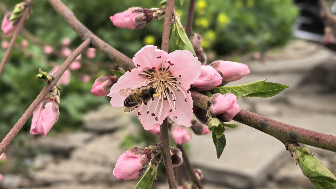 龙泉山桃花初绽报春来 预计2月底至3月中上旬迎盛花期